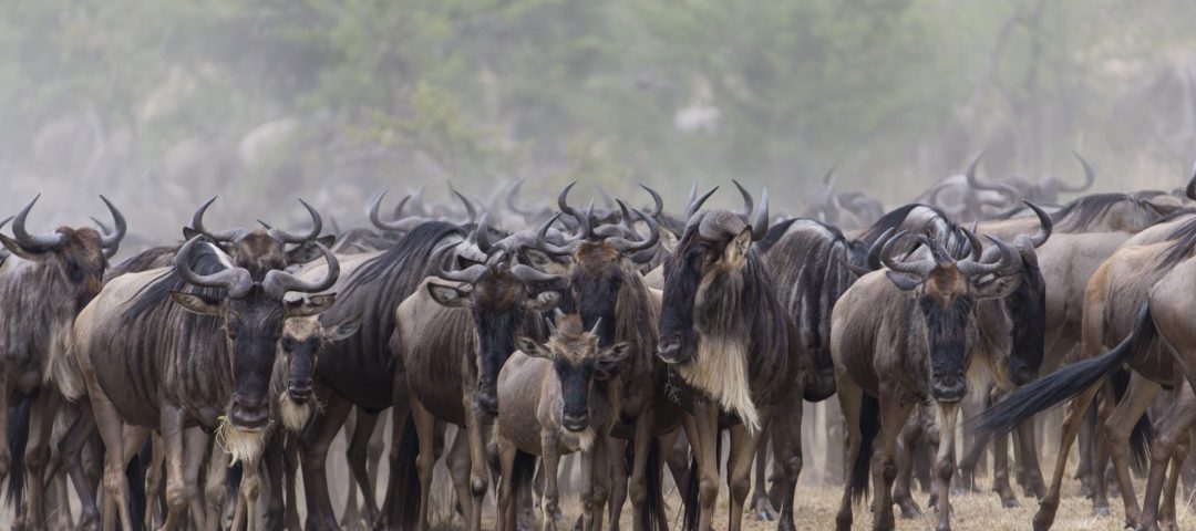 Serengeti National Park
