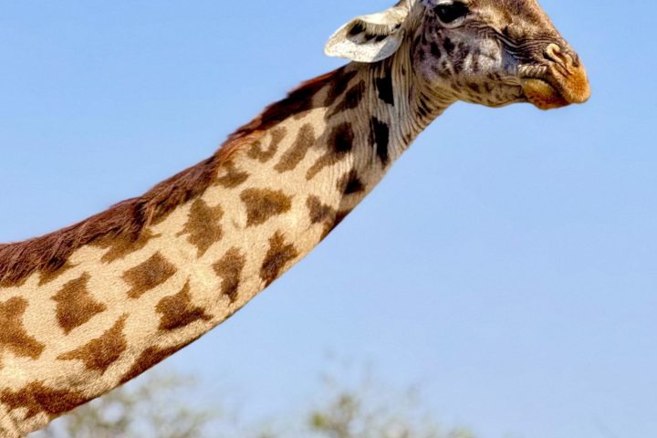 Tanzania Safari From Zanzibar