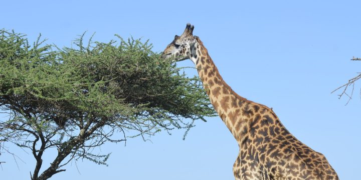 Tanzania Safari-Packages