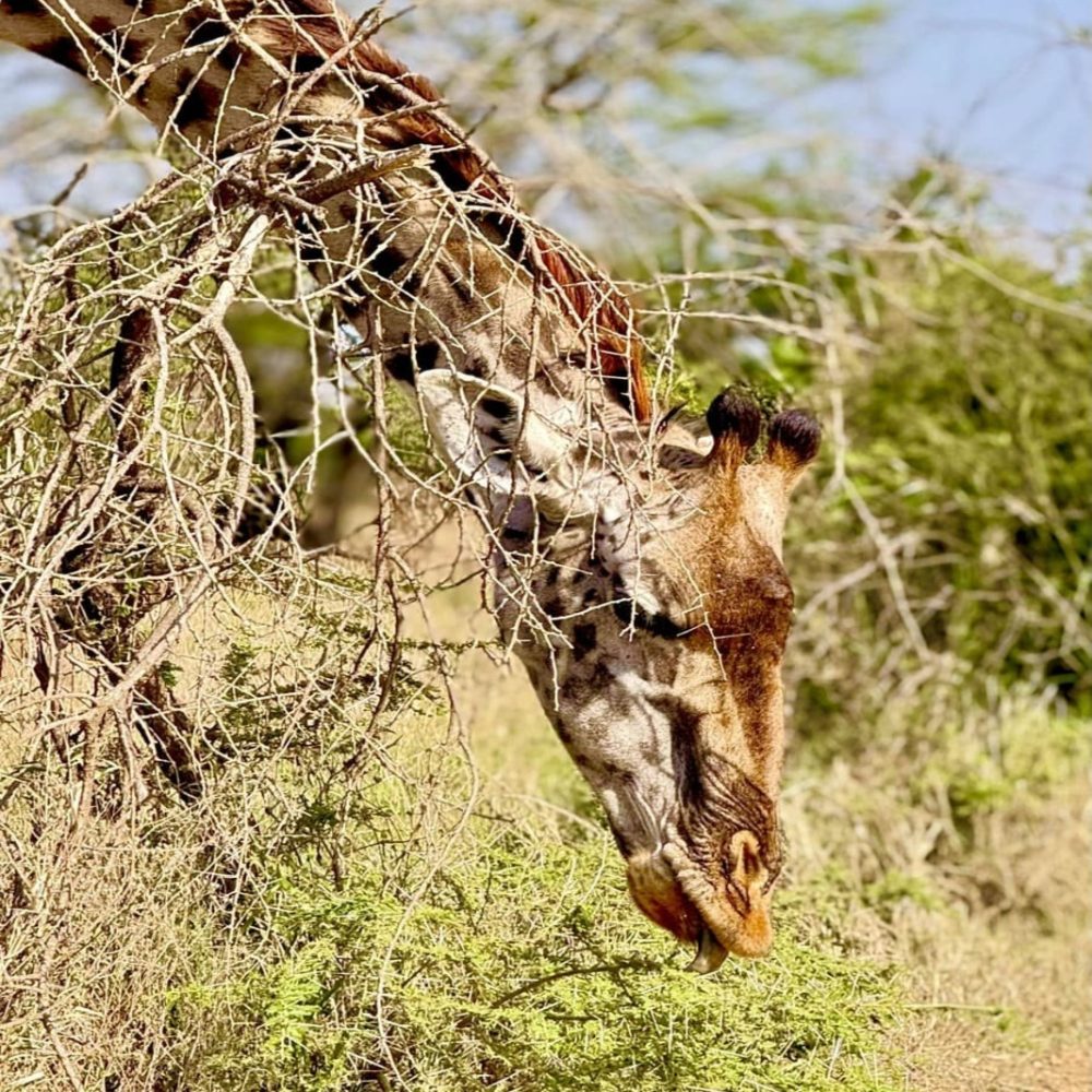 Tanzania Safaris From China